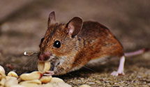 24 Hour & Emergency Exterminators in Swan Valley, ID